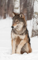 Grey Wolf (Canis lupus) Sits Looking Left