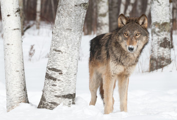 Grey Wolf (Canis lupus) Stands Near Birch Trees