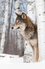 Grey Wolf (Canis lupus) Stands Between Birch Trees