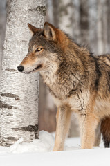 Grey Wolf (Canis lupus) in front of Birch Tree