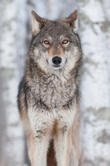 Grey Wolf (Canis lupus) Straight On - 62276172