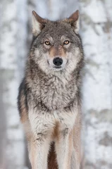 Rolgordijnen Wolf Grijze wolf (Canis lupus) rechtdoor