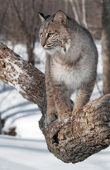 Bobcat (Lynx rufus) Look Left from Tree Branch