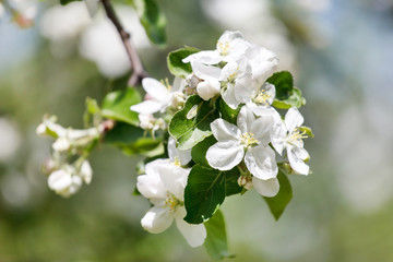 Obraz premium spring garden