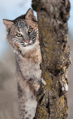 Bobcat (Lynx rufus) Behind Branches