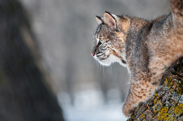 Bobcat (Lynx rufus) on Branch Looking Left