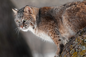 Naklejka na ściany i meble Bobcat (Lynx rufus) on Branch