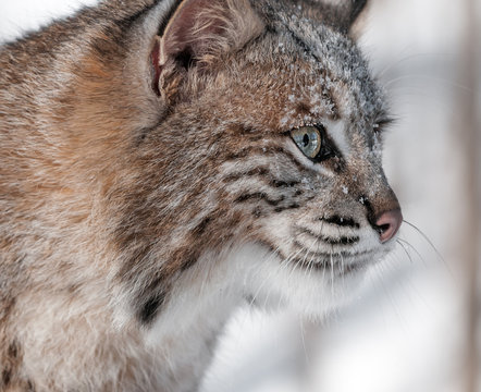 Bobcat (Lynx rufus) Profile Closeup
