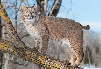 Bobcat (Lynx rufus) Stands on Branch