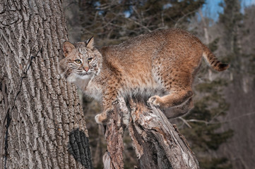 Obraz premium Bobcat (Lynx rufus) Stands on Stump