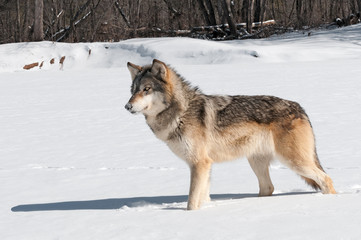 Grey Wolf (Canis lupus) Stands in Snowy Riverbed