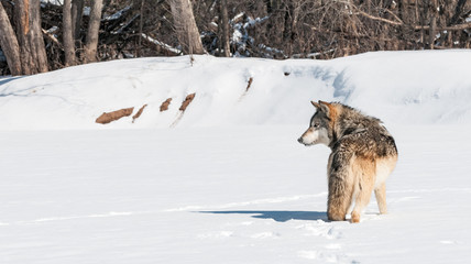 Fototapeta na wymiar Grey Wolf (Canis lupus) Stands in Snowing Looking Left
