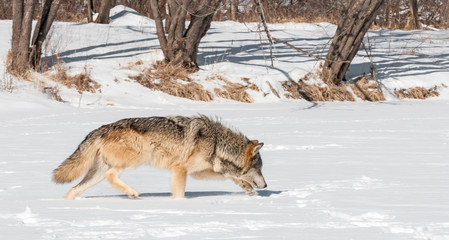Fototapeta premium Grey Wolf (Canis lupus) Trots Along Snowy Riverbed