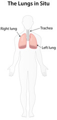 The Lungs in Situ Labeled Diagram