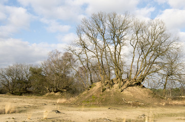Oak trees in the Netherlands.
