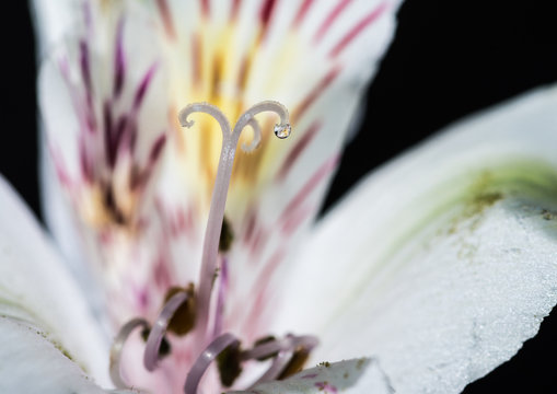 Fototapeta Alstroemeria Nectar