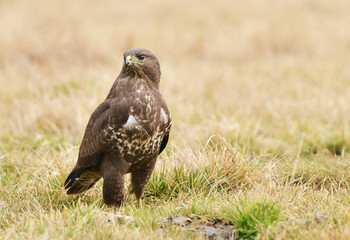 common buzzard
