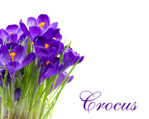 Early spring flower Crocus isolated