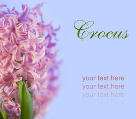 pink flower hyacinth