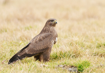 common buzzard