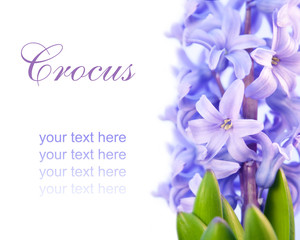 violet flower hyacinth isolated