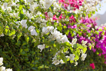 bougainvillea in Egypt