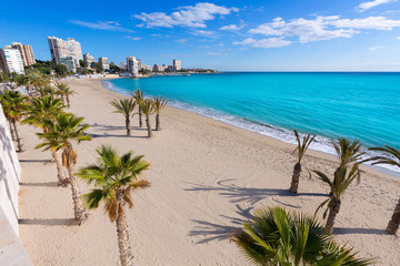 Alicante San Juan beach of La Albufereta with palms trees - obrazy, fototapety, plakaty