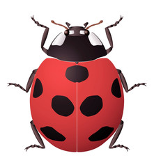 ladybug icon