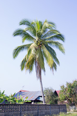 coconut tree