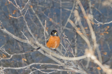 American Robin