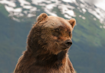 closeup head shot of an Alaskan Grissly bear