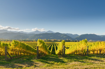 Vineyard in the Marlborough district of New Zealand at sunset