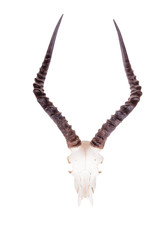Impala skull isolated on a white background