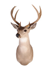 Obraz premium Whitetail head mount isolated on white background