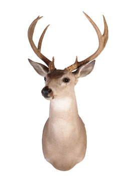 Whitetail head mount isolated on white background
