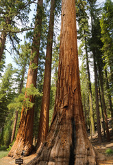Fototapeta premium Bachelor and the Three Graces a stand of famous and protected Sequoia Gigantica (Redwwod) trees in Mariposa Grove, Yosemite Nastional Park, California, USA