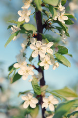Apple blossoms in spring,vintage style toned.Pastel colors.