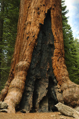 Giant Redwood tree in Mariposa Grove showing burn marks from an earlier fire