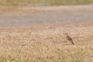 Paddyfield Pipit (Anthus novacseelandiae)
