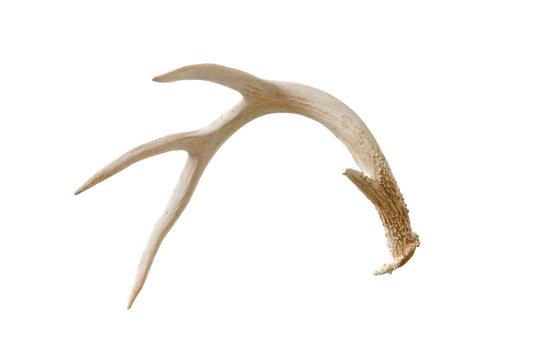 Deer antlers isolated on white