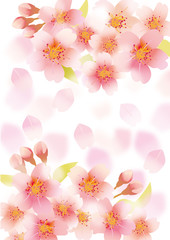 桜_フワフワ_白