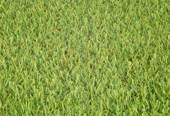 Green grass pesented as texture.