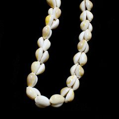 Money cowry sea shell necklace on black background