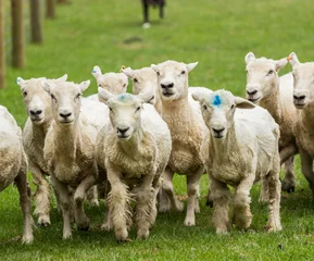 Fotobehang Sheep running in meadow in New Zealand © steheap