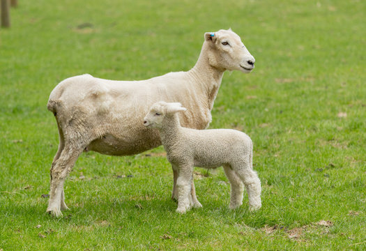 Cute lamb and mother sheep in meadow