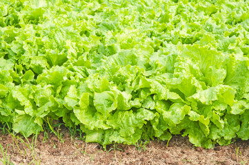 fresh green lettuce on vegetable plot.