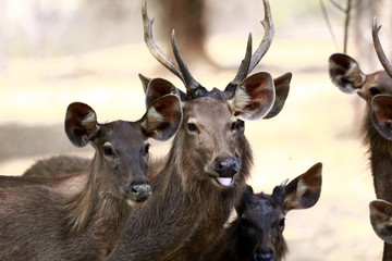 sambar deer