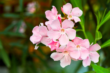 oleander flowers