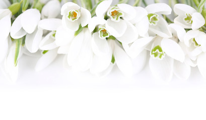 Beautiful snowdrops, isolated on white