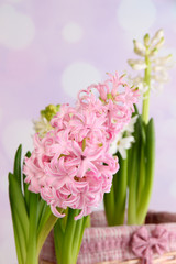 Hyacinth on bright background